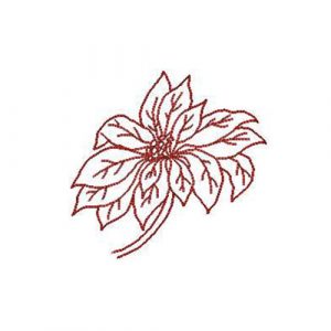 Poinsettia