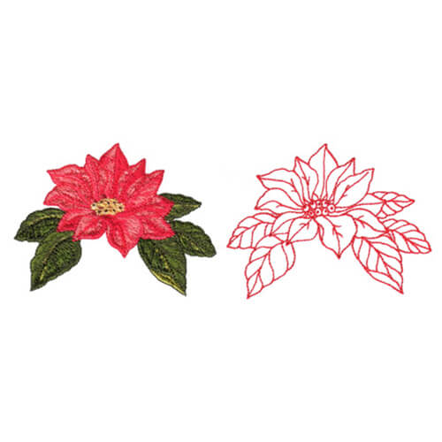 Poinsettia